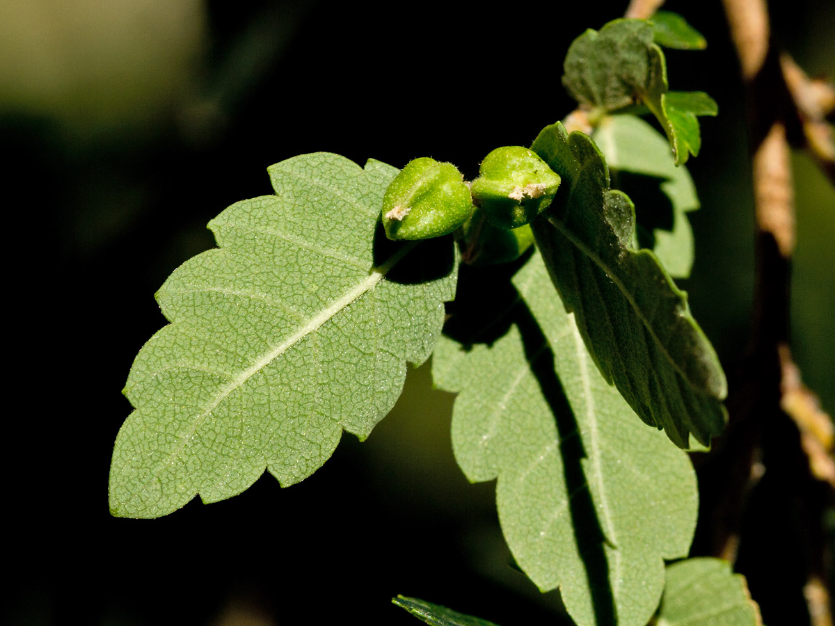 Image of Zelkova abelicea specimen.