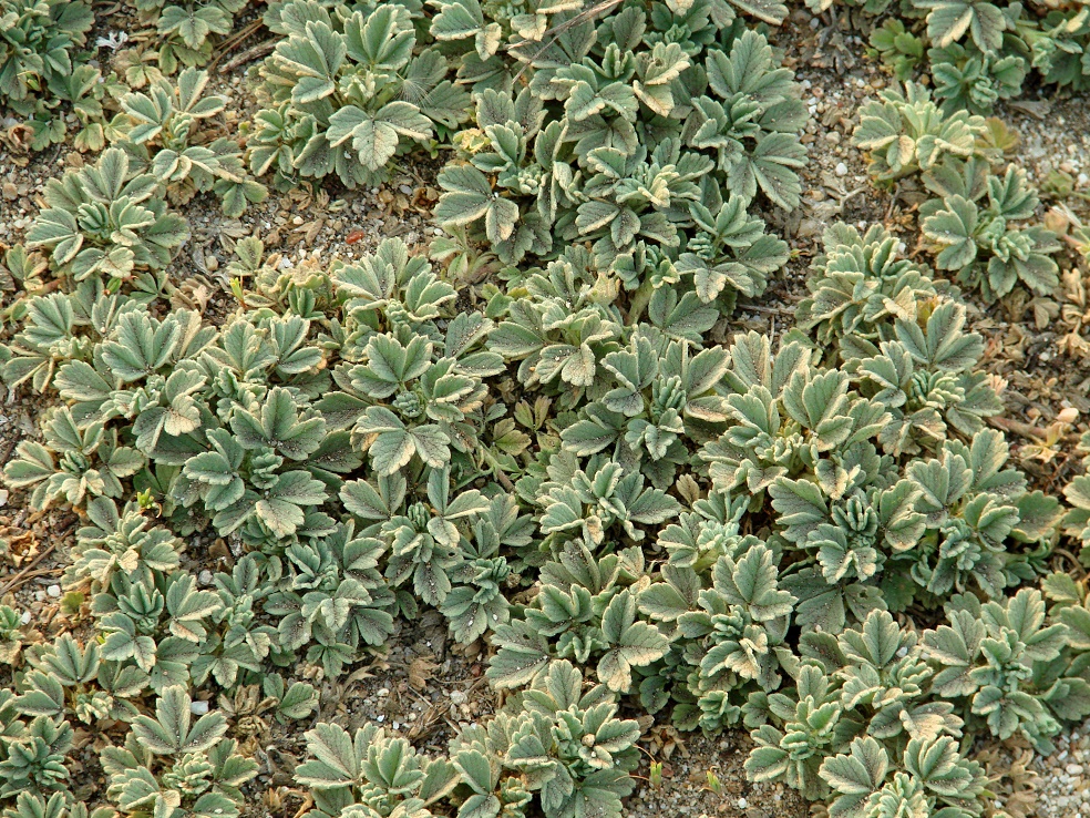 Image of Potentilla acaulis specimen.