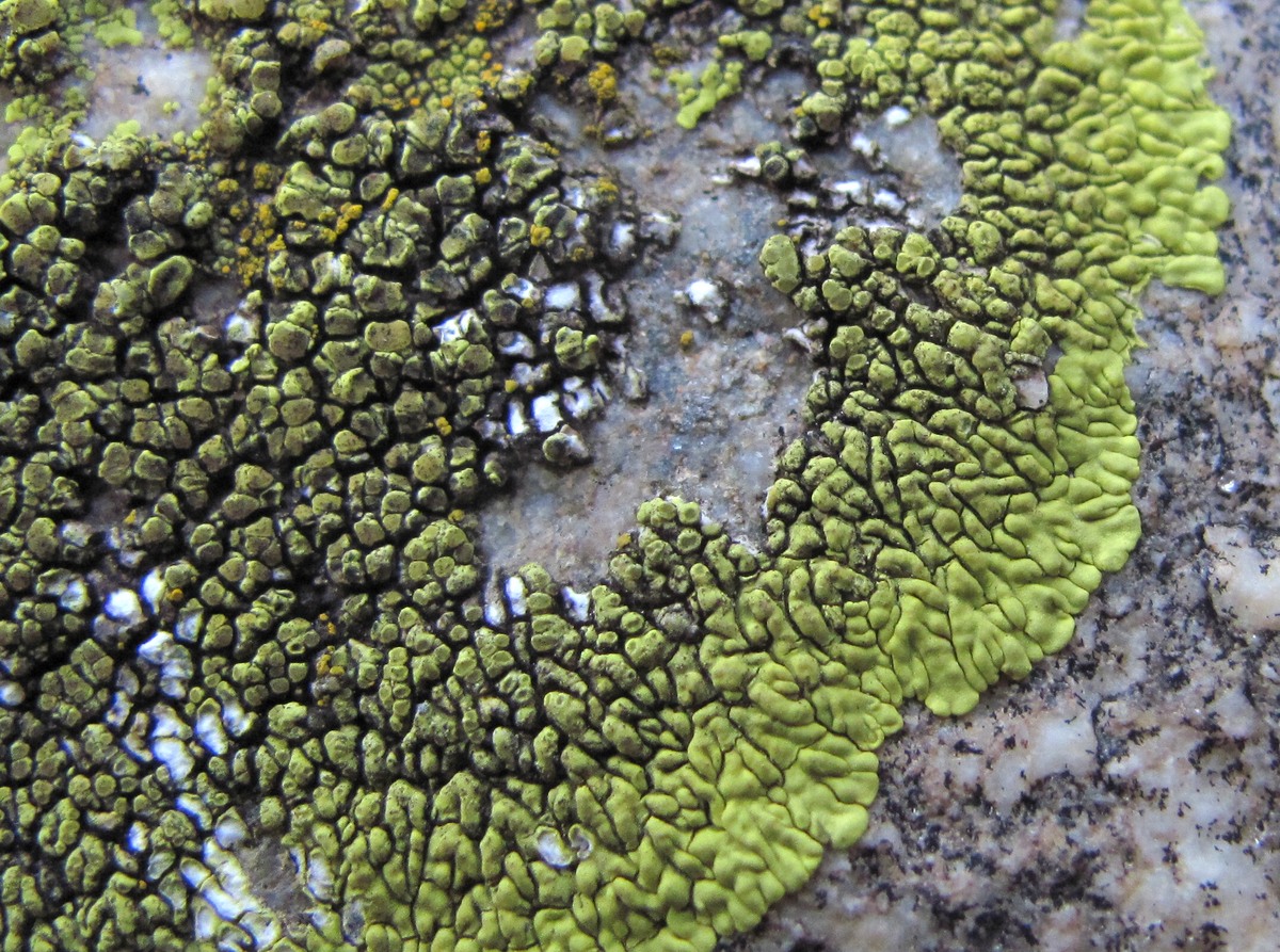 Image of genus Pleopsidium specimen.