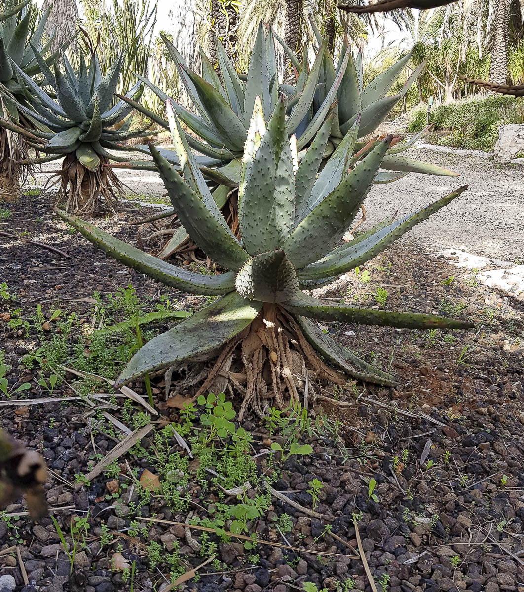 Image of Aloe marlothii specimen.
