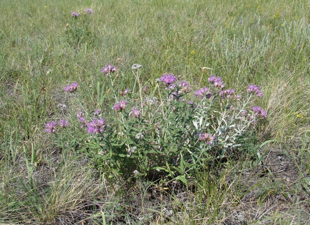 Image of Saussurea salicifolia specimen.