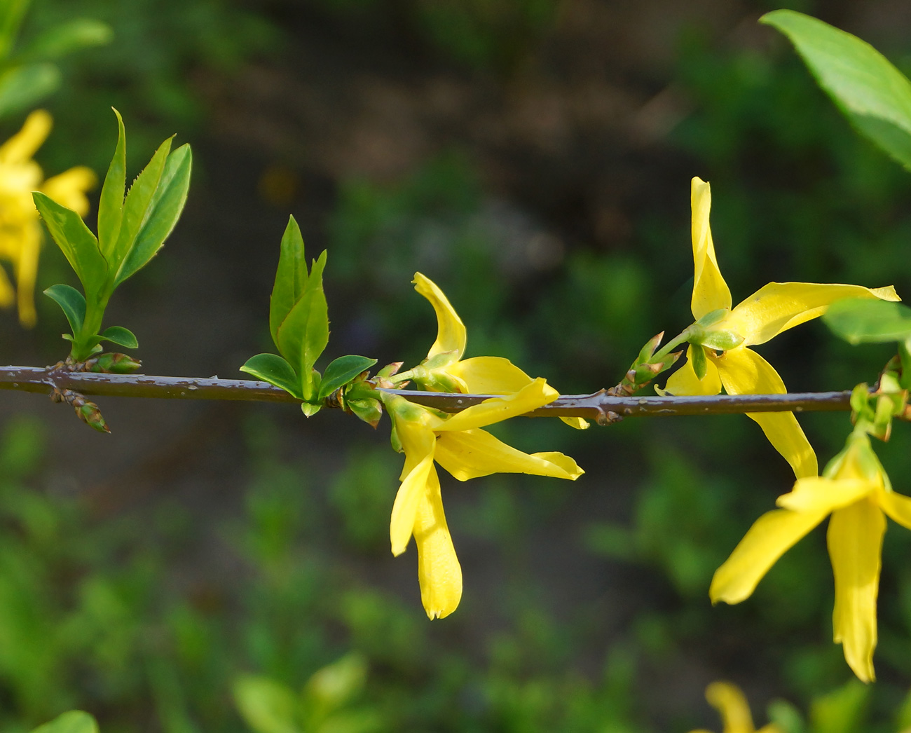 Изображение особи род Forsythia.