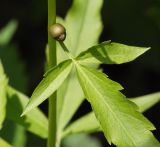 Cardamine bulbifera