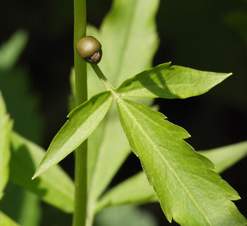 Изображение особи Cardamine bulbifera.