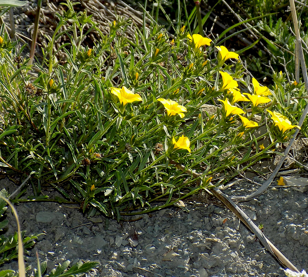 Image of Linum tauricum specimen.