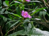 Melastoma malabathricum. Верхушка побега с цветком. Малайзия, о-в Пенанг, национальный парк Пенанг, влажный тропический лес. 06.05.2017.