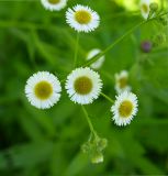 Erigeron strigosus