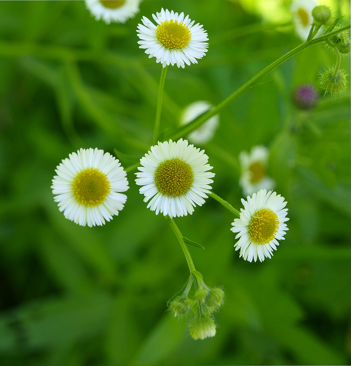 Изображение особи Erigeron strigosus.