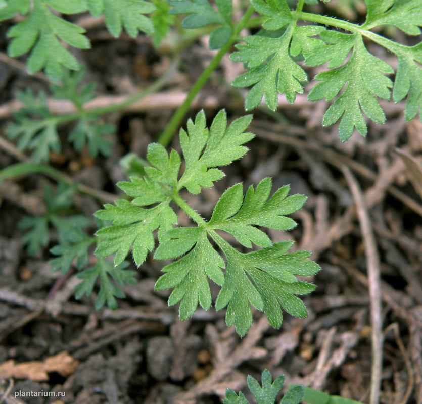 Изображение особи Torilis arvensis.