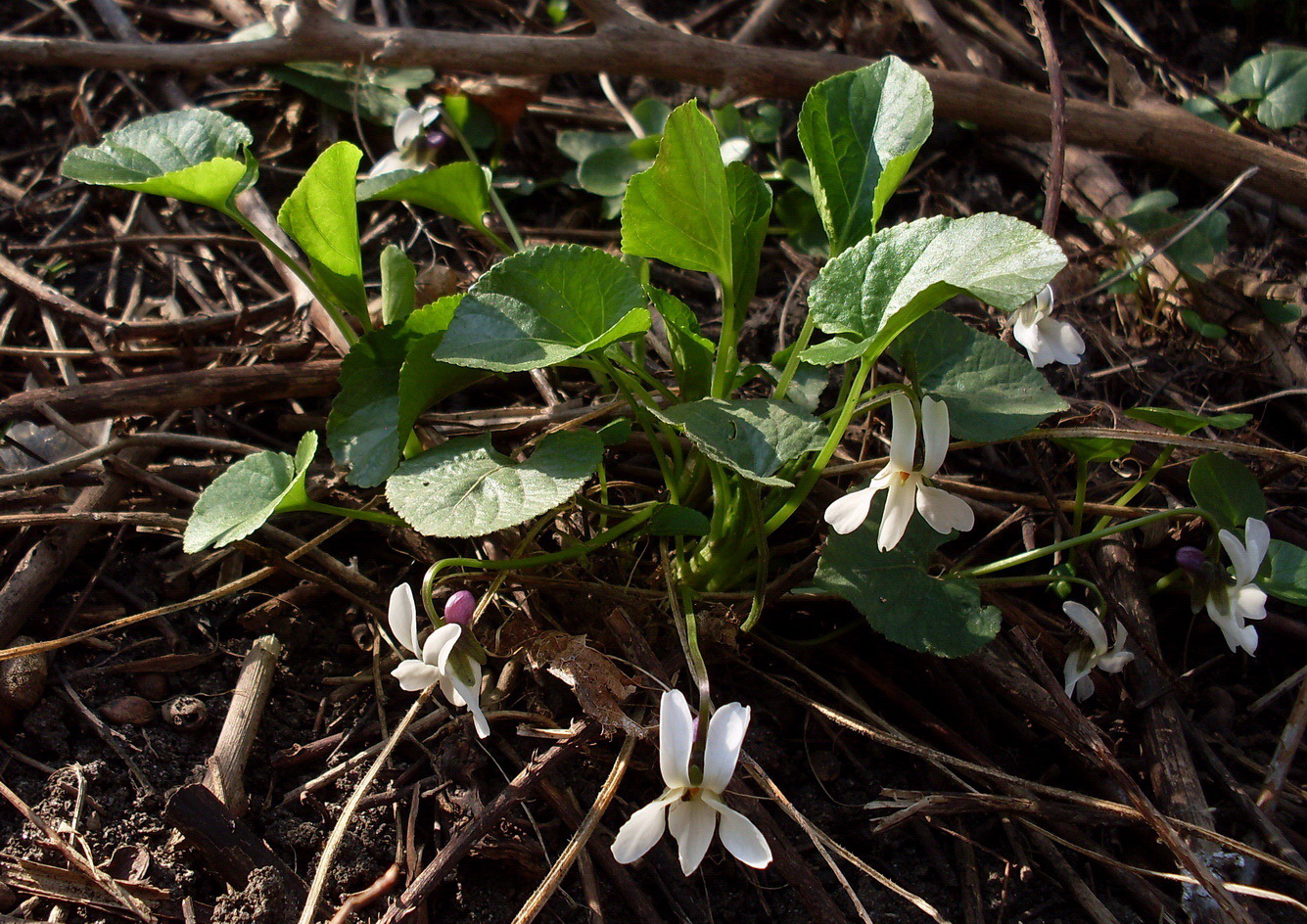 Image of Viola suavis specimen.