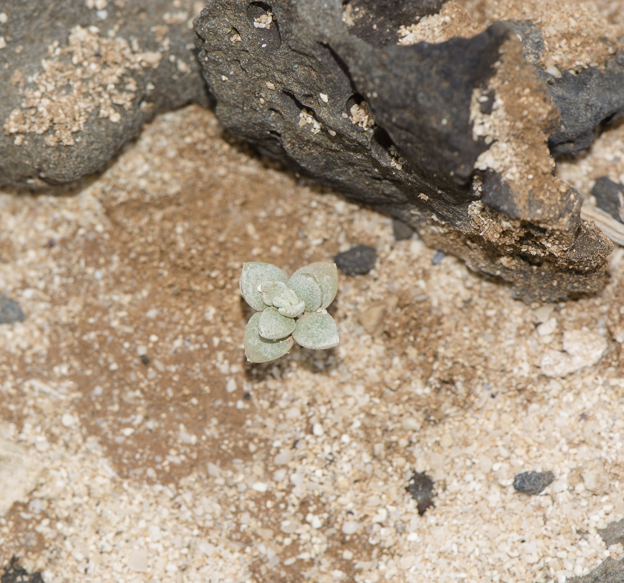 Image of Polycarpaea nivea specimen.