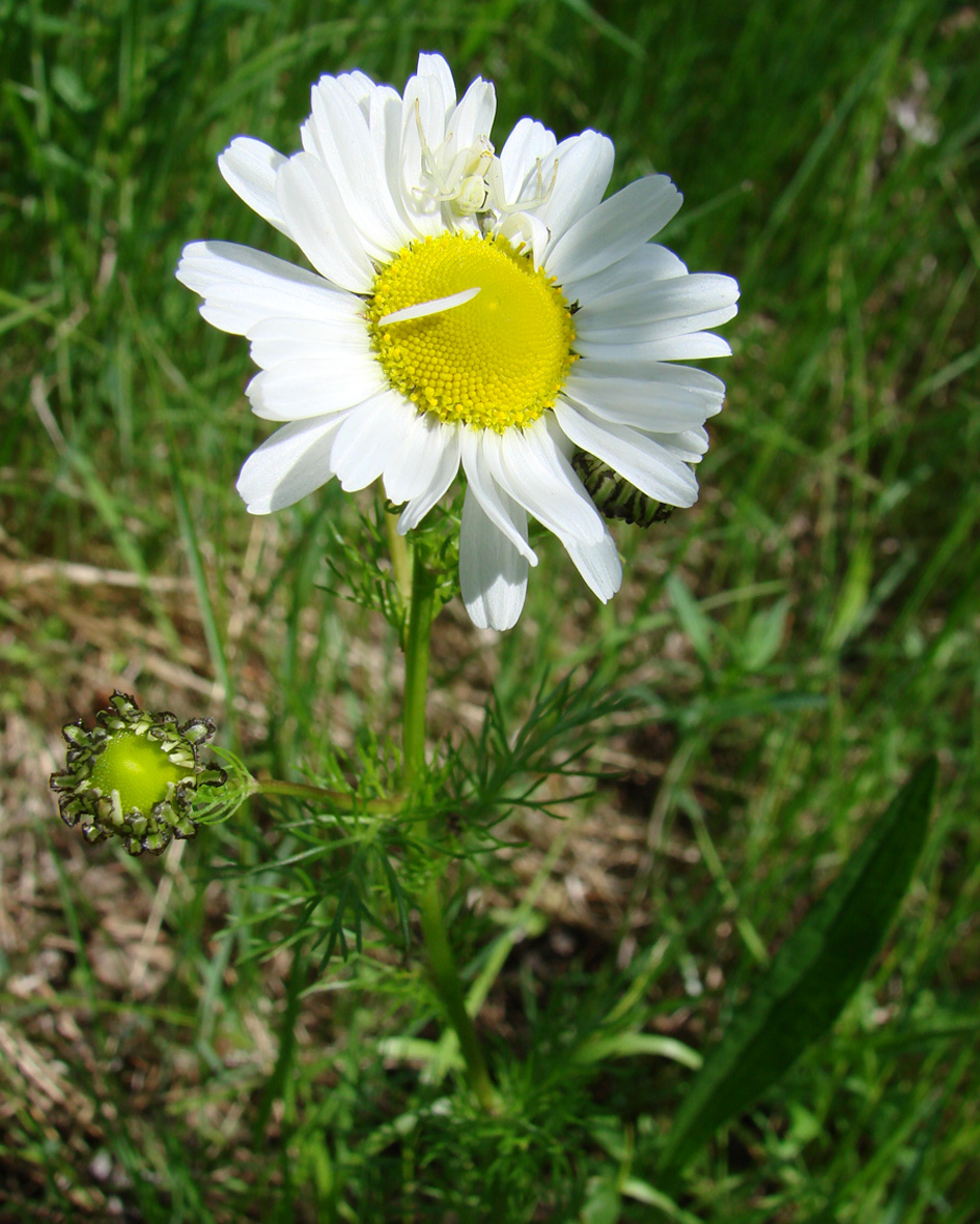 Image of Tripleurospermum subpolare specimen.