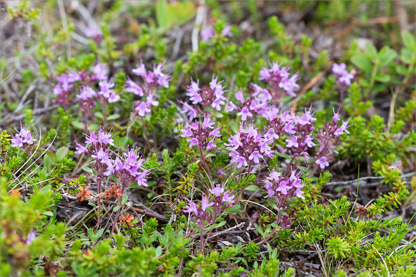 Image of Thymus subarcticus specimen.