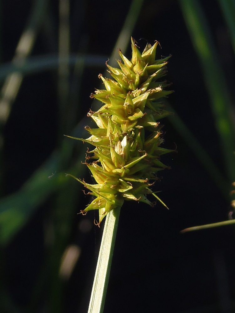 Изображение особи Carex otrubae.