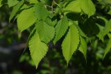 Ulmus laevis. Молодые листья. Санкт-Петербург, Пушкинский р-н, Павловск, в озеленении. 21.05.2018.