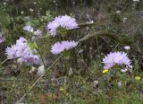 Allium roseum