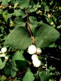 Symphoricarpos albus var. laevigatus