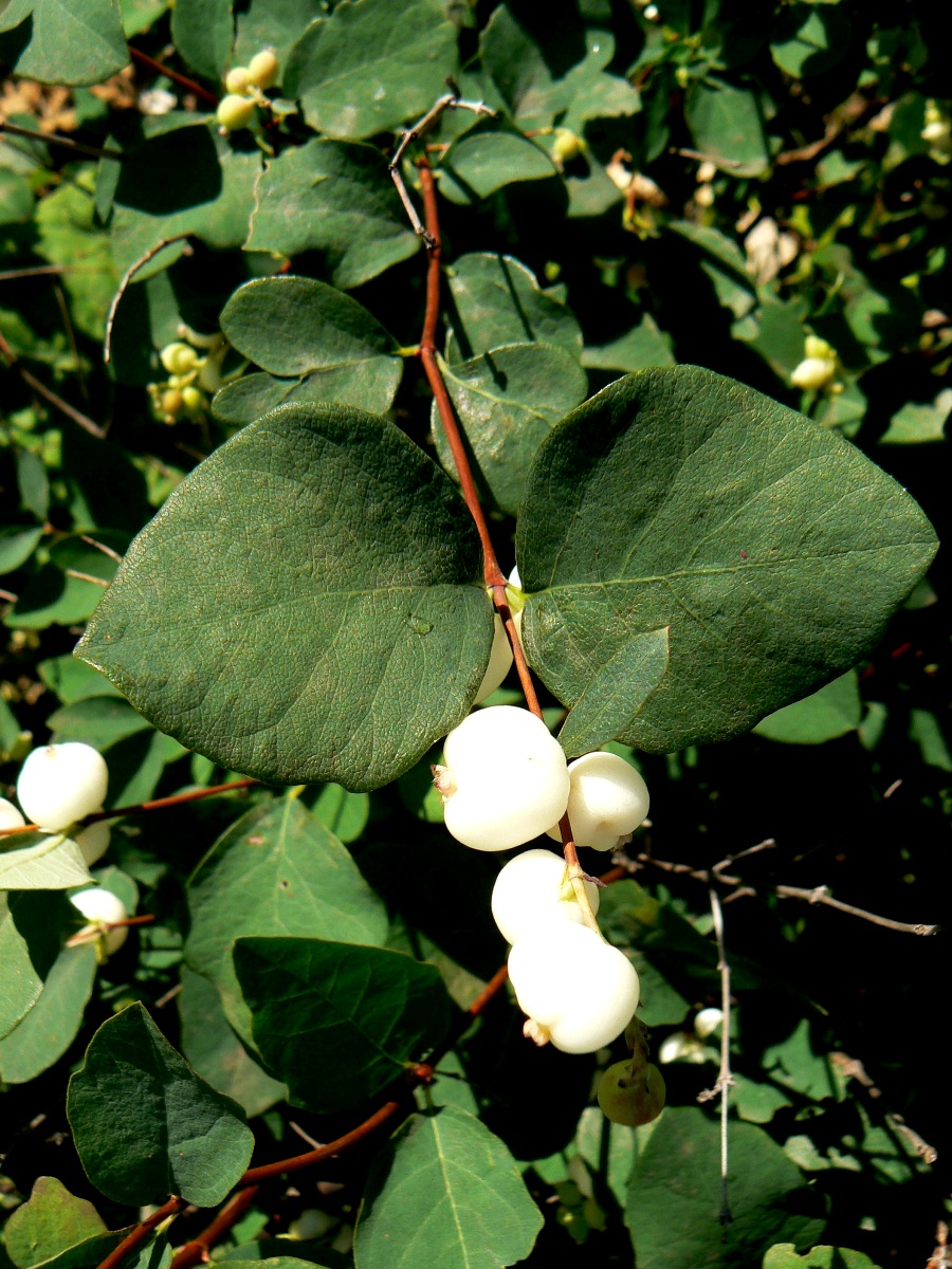 Image of Symphoricarpos albus var. laevigatus specimen.