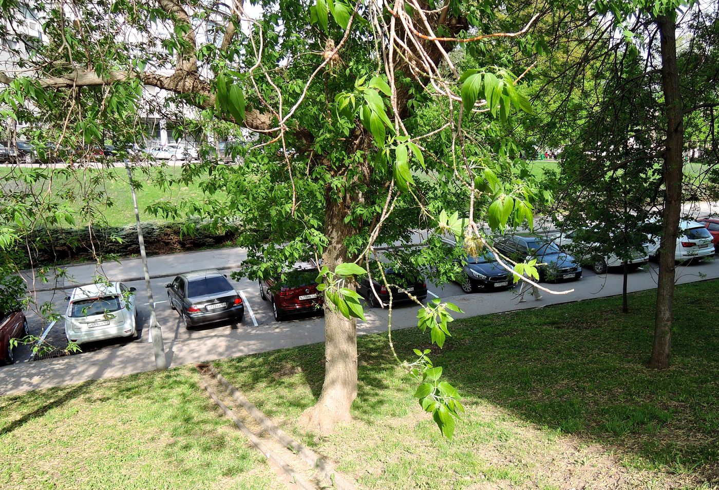 Image of Acer negundo specimen.