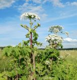 Heracleum sosnowskyi