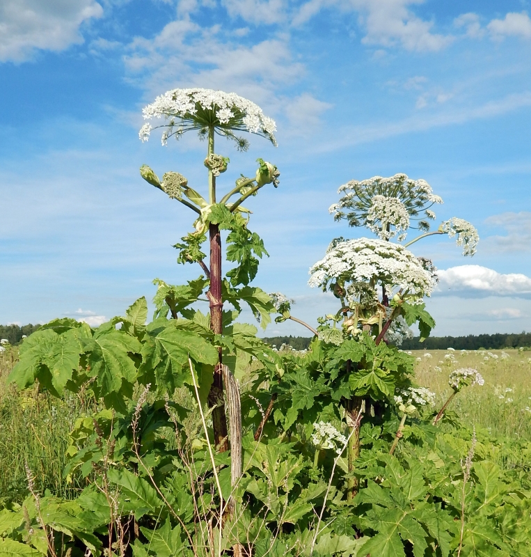 Изображение особи Heracleum sosnowskyi.