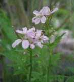 Cardamine macrophylla