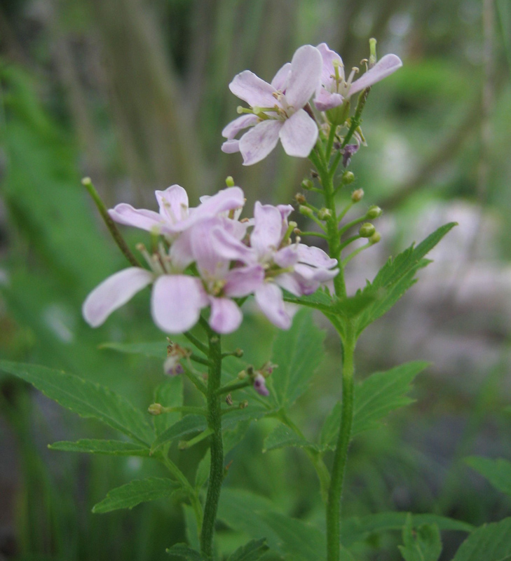 Изображение особи Cardamine macrophylla.