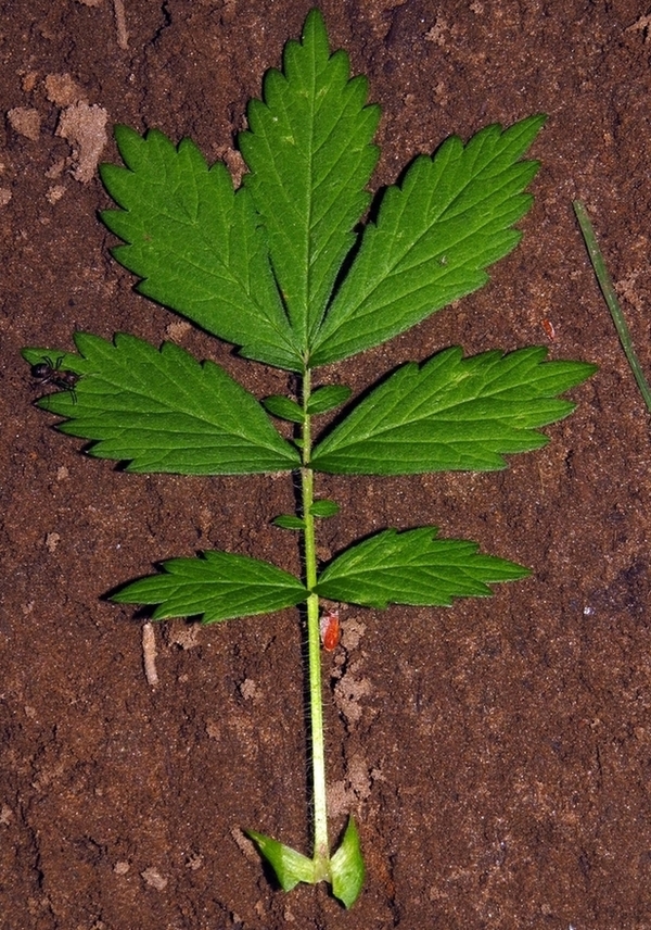 Image of Agrimonia pilosa specimen.