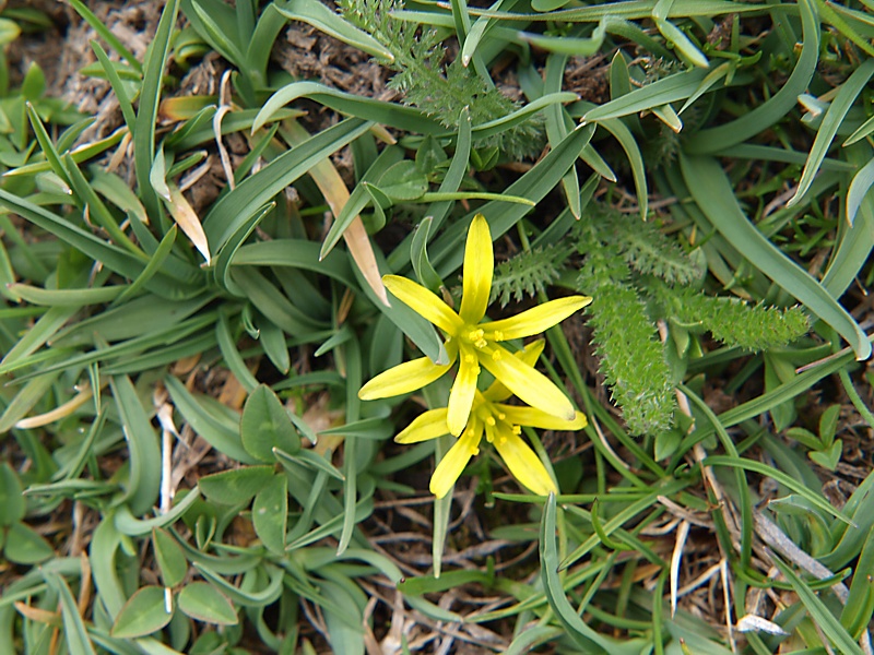 Image of genus Gagea specimen.