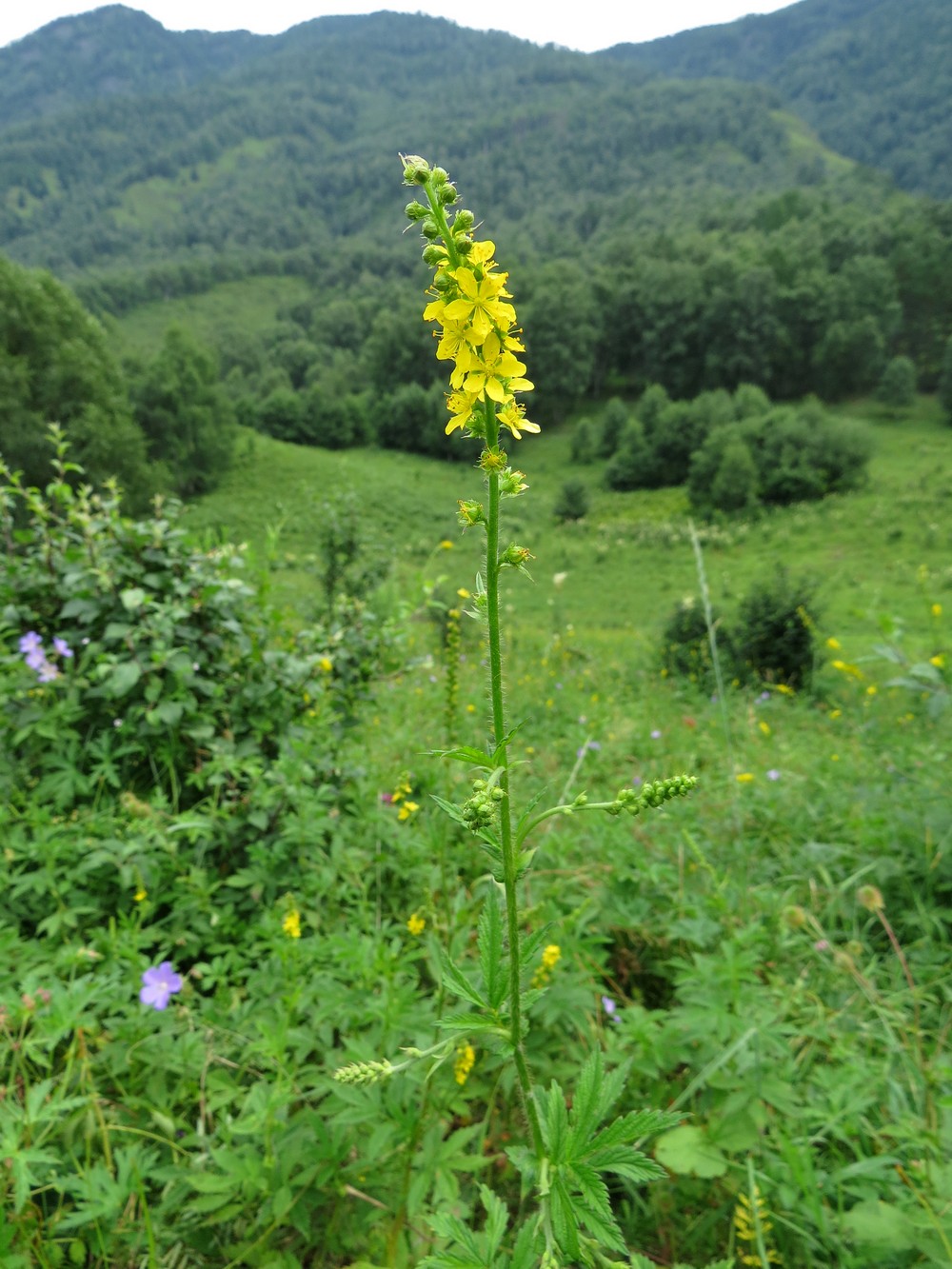 Image of Agrimonia pilosa specimen.