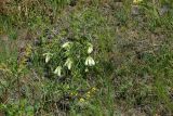 Onosma simplicissima. Цветущее растение. Восточный Казахстан, г. Усть-Каменогорск, восточные окр., Лесхоз, склон сопки. 27.05.2018.