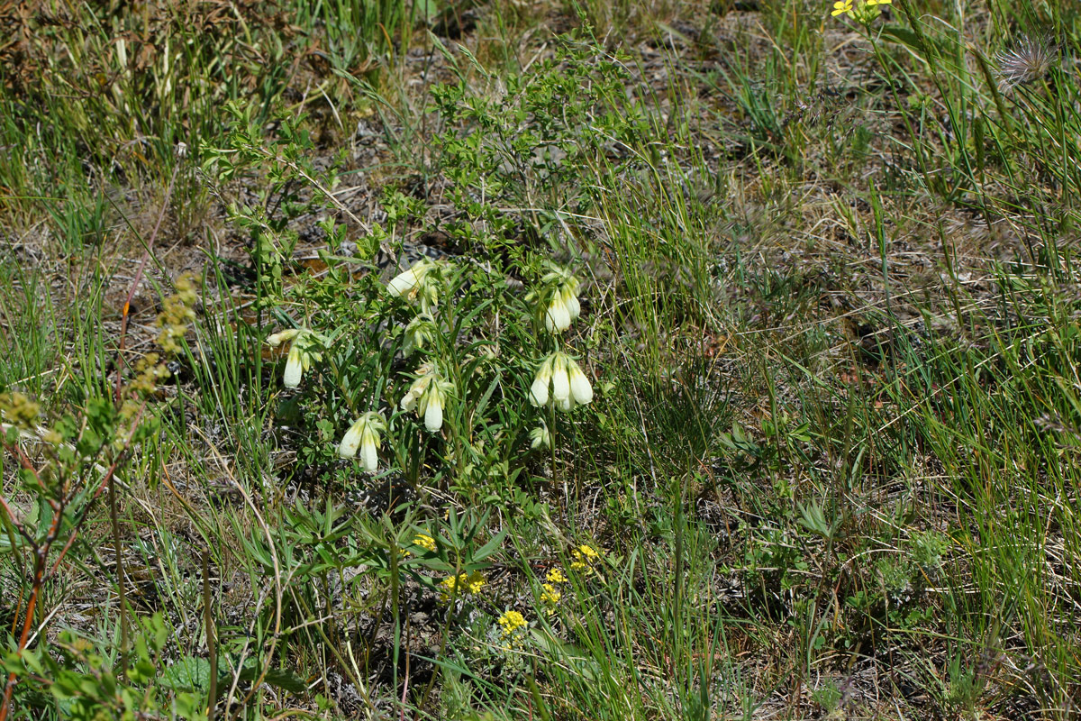 Image of Onosma simplicissima specimen.