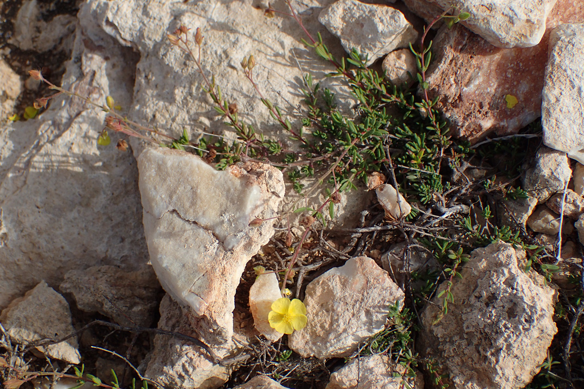 Image of Fumana arabica specimen.