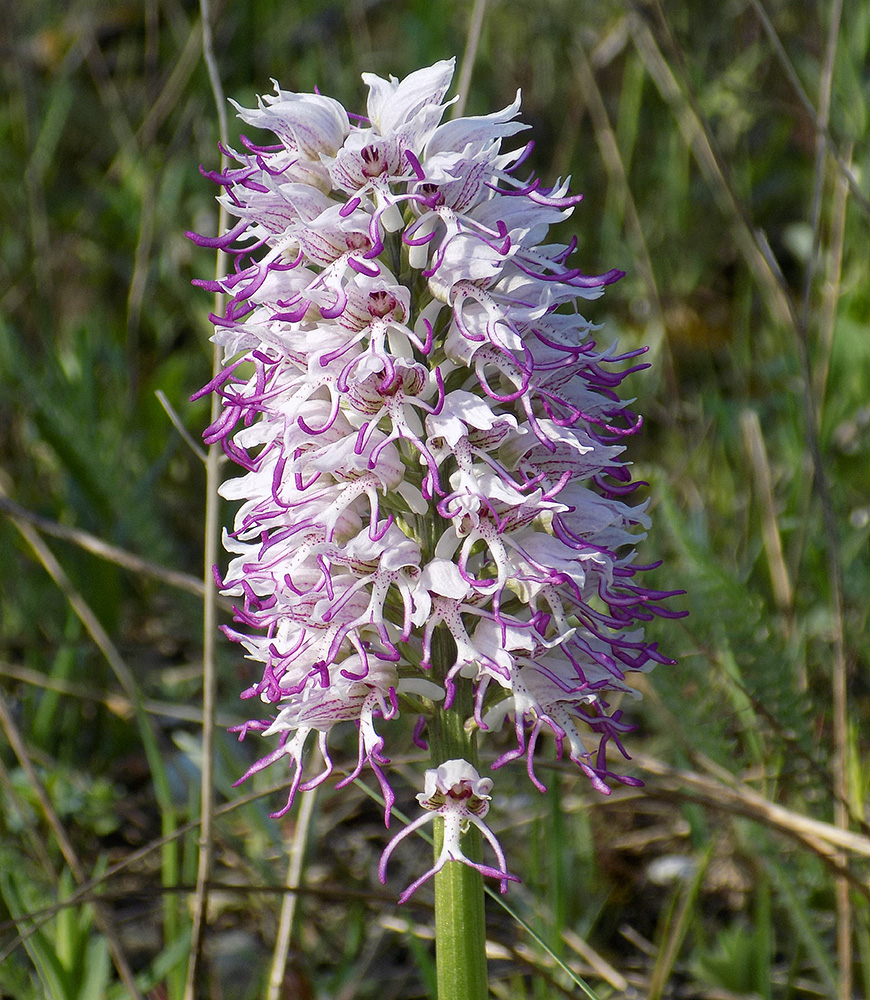 Image of Orchis simia specimen.