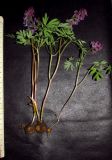 Corydalis nidus-serpentis
