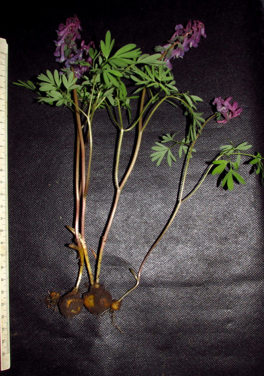 Image of Corydalis nidus-serpentis specimen.