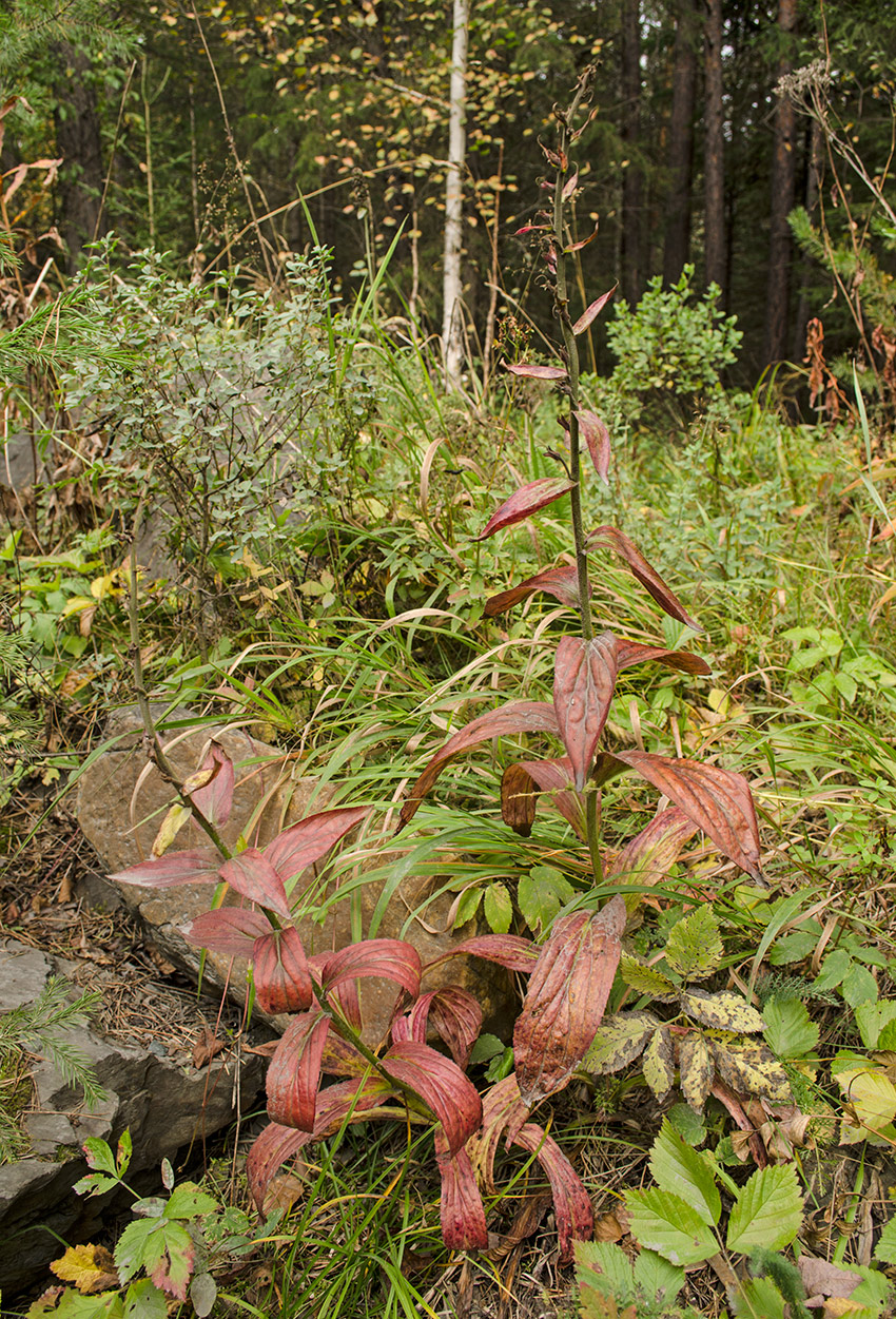 Image of Digitalis grandiflora specimen.