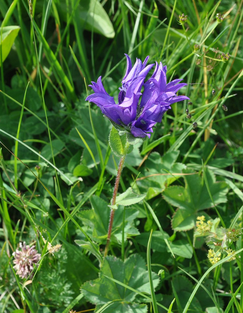 Изображение особи Campanula trautvetteri.