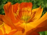 Trollius kolonok
