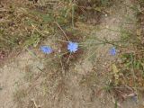 Cichorium intybus