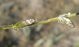 genus Draba