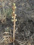 Eremurus inderiensis
