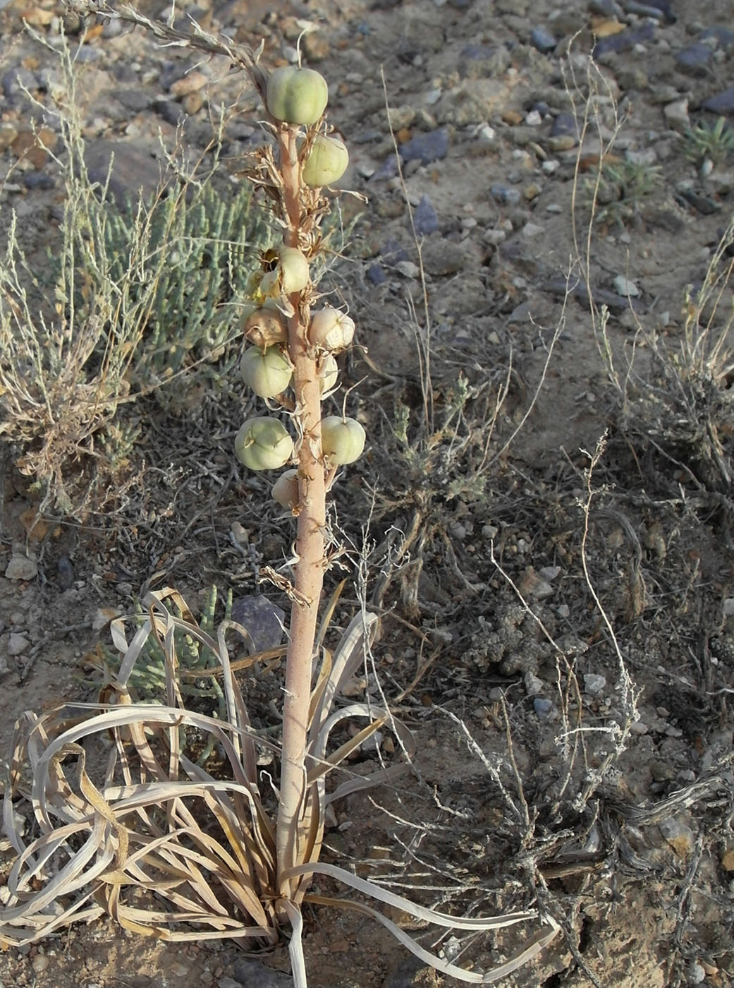 Изображение особи Eremurus inderiensis.