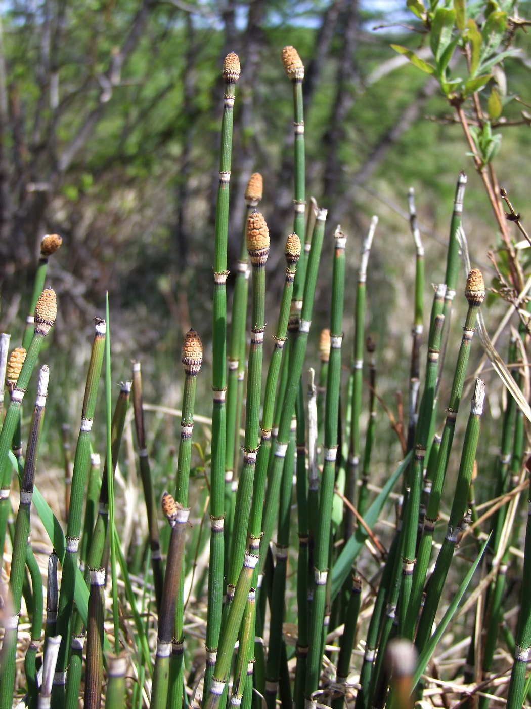 Изображение особи Equisetum hyemale.