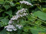 Achillea millefolium. Верхушки побегов с соцветиями. Украина, Ивано-Франковская обл., Болеховский горсовет, Поляницкий региональный ландшафтный парк, берег р. Сукель, 20.07.2018.