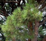 Pinus pinea