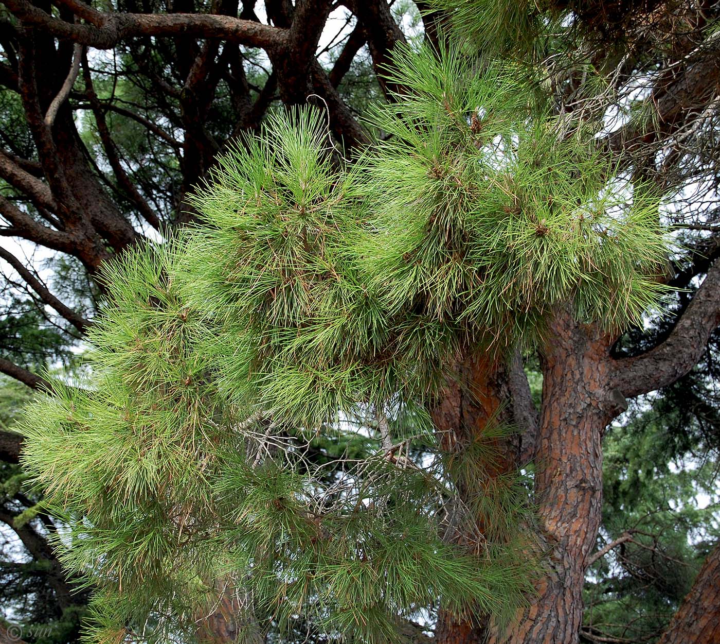 Изображение особи Pinus pinea.