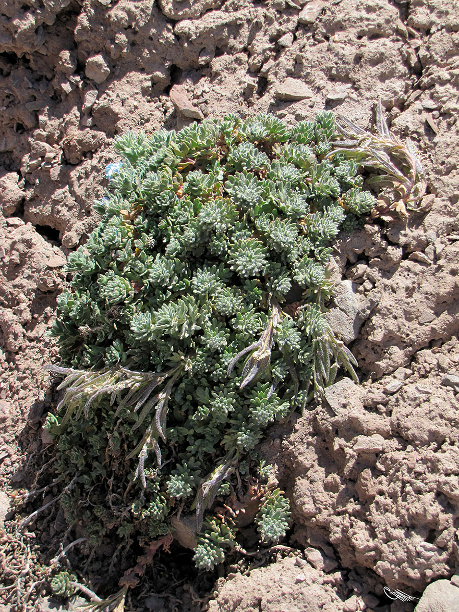 Image of Oreoblastus flabellatus specimen.