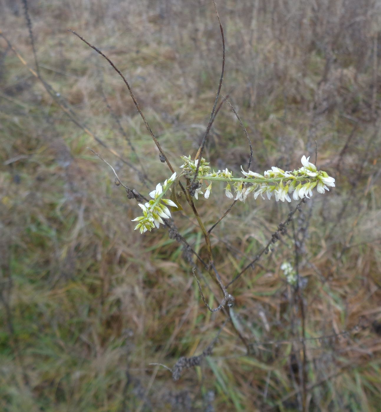 Image of Melilotus albus specimen.