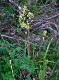 Thalictrum minus. Верхушка цветущего растения. Алтай, Катунский хребет, берег оз. Среднее Мультинское, ≈ 1600 м н.у.м., заросли кустарников у воды. 03.07.2018.